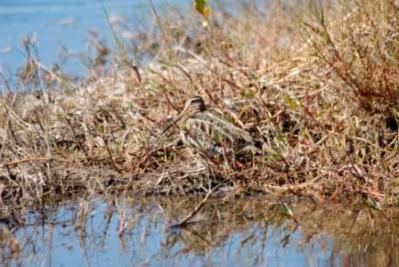 Wilson's Snipe - Merritt Is. NWR by Dan