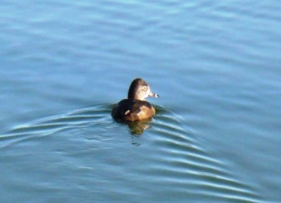 1st photo of 2009 - Female Ring-necked Duck 1st photo of 2009