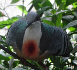 Bleeding-Heart Pigeon ©WikiC