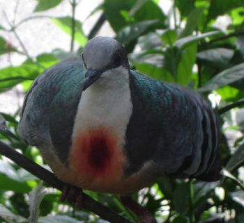 Bleeding-Heart Pigeon ©WikiC