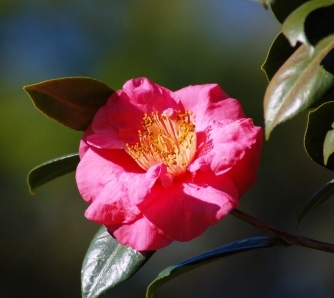 Bok Sanctuary Flower by Dan