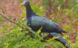 Ian’s Bird of the Moment – Christmas Island&nbsp;Birds