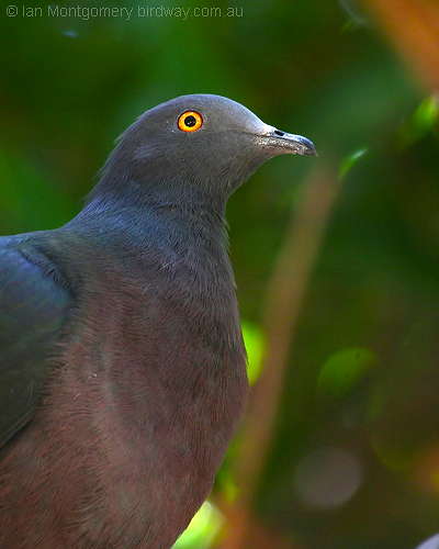 Christmas Island Imperial-Pigeon (Ducula whartoni) by Ian