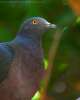 Christmas Island Imperial-Pigeon (Ducula whartoni) by Ian