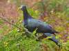 Christmas Island Imperial-Pigeon (Ducula whartoni) by Ian