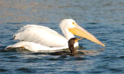 Cormorant and White Pelican Swimming together