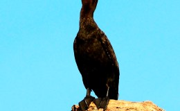 Birds of the Bible –&nbsp;Cormorant