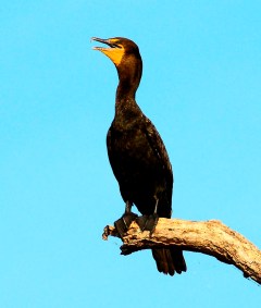 Double-crested Cormorant - Taken at Lake John in Lakeland, FL by Dan