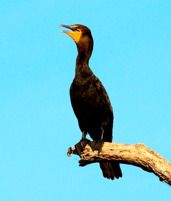 Double-crested Cormorant by Dan 2008 Double-crested Cormorant 2008