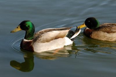 Mallards by Dan