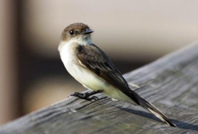Eastern Phoebe (Sayornis phoebe) by Dan