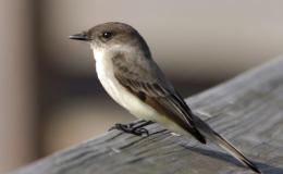 An Old Friend In a New Home – Chapter&nbsp;6