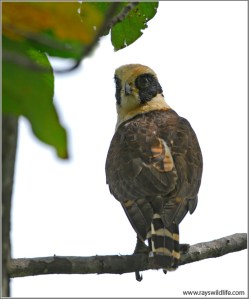 Laughing Falcon in Palo Verde National Park, Costa Rica by Ray Laughing Falcon in Palo Verde National Park, Costa Rica by Ray