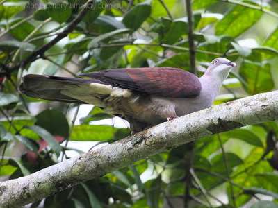 Mountain Imperial-Pigeon (Ducula badia) by Ian