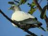 Pied Imperial-Pigeon (Ducula bicolor) by Ian