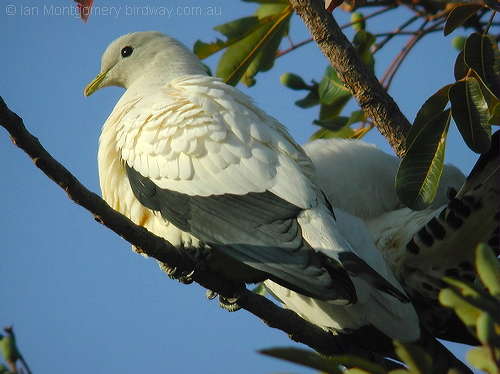 Pied Imperial-Pigeon(Ducula bicolor) by Ian