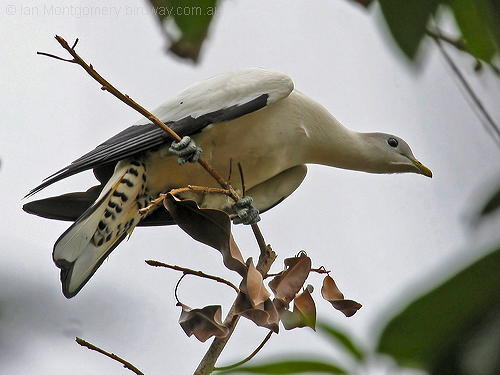 Pied Imperial-Pigeon(Ducula bicolor) by Ian