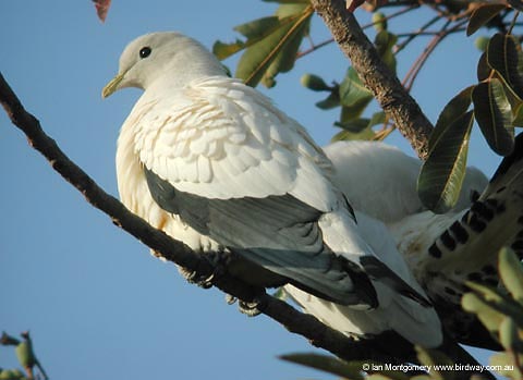 Pied Imperial-Pigeon(Ducula bicolor) by Ian