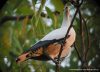 Pied Imperial-Pigeon(Ducula bicolor) by Ian