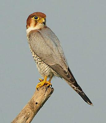 Red-necked Falcon