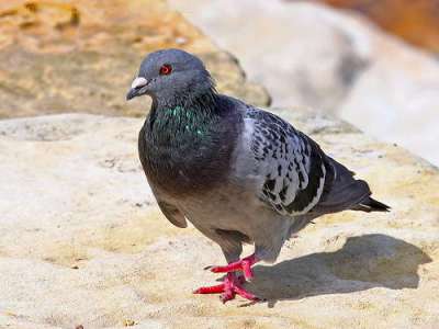 Rock Dove (Columba livia) by Ian