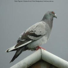 Rock Pigeon Rock Pigeon