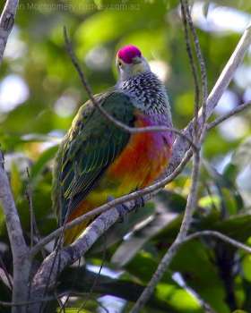 Rose-crowned Fruit Dove (Ptilinopus regina) by Ian Rose-crowned Fruit Dove (Ptilinopus regina) by Ian