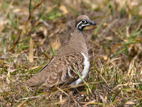 Squatter Pigeon (Geophaps scripta) by Ian