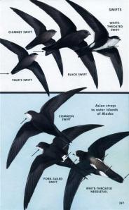 Swifts from PPeterson Field Guide to Western Birds
