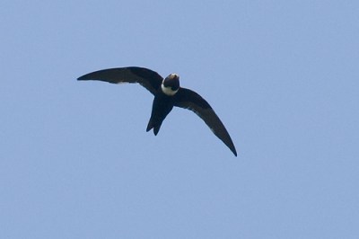 White-collared Swift from Wikipedia White-collared Swift from Wikipedia