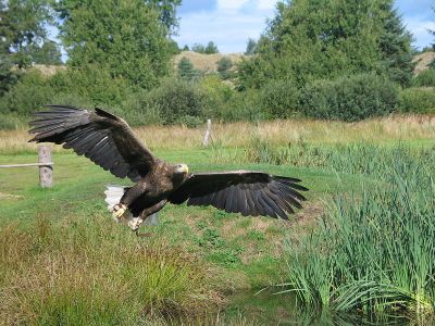 White-tailed Eagle in Flight - Wikipedia