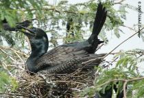 Indian Cormorant (Phalacrocorax fuscicollis) on nest by Nikhil