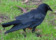 Australian Raven by Les Thurbon