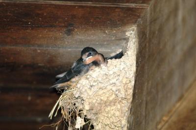 Barn Swallow by Dan Taken in a cabin in Smokies