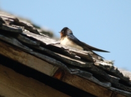 Barn Swallow by Dan Barn Swallow by Dan