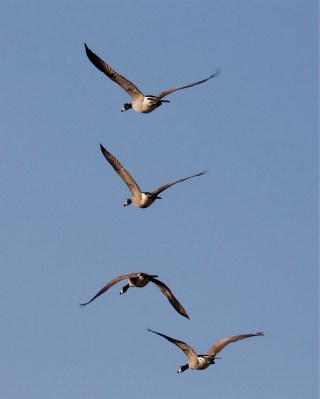 Canadian Geese by Mike Bader
