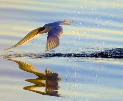 Bird over water