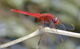 Interesting Things –&nbsp;Dragonfly