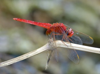 Dragonfly by Phil Kwong Dragonfly by Phil Kwong