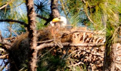 Eagle in nest feeding eaglets by Dan