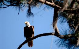 Through My Blinds – Bald&nbsp;Eagle