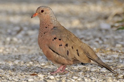 Ground Dove by Wildstock Photos