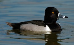 Looking Back – Blog Anniversaries, and Why It&nbsp;Began