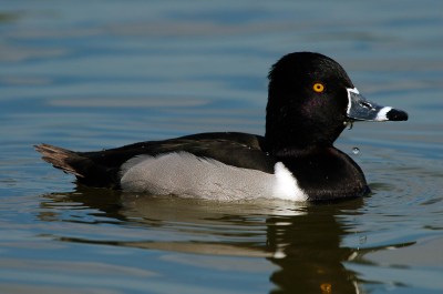 Ring-necked Duck (Aythya collaris) at Lake Morton by Dan