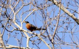 One is Enough ~ by Dottie&nbsp;Malcolm