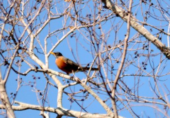 American Robin by Dan at Lake Howard