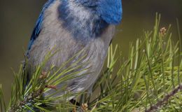 Birds of the Bible – Foundation&nbsp;#1