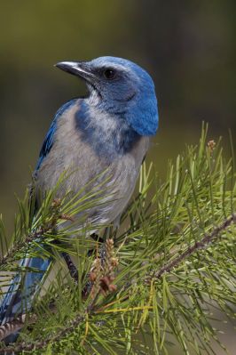 Scrub Jay by Mike Bader