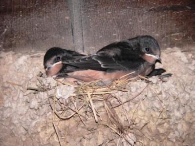 Two Swallow youngsters by Lee