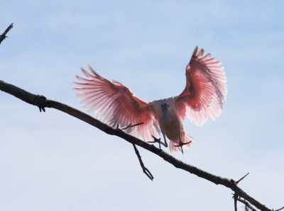 Roseate Spoonbill landing on branch by Mike Bader